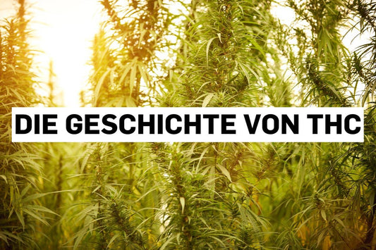 Cannabisblätter bei gelbem Sonnenuntergang