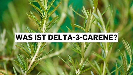 Was ist Delta-3-Carene? Übersichtsgrafik zu Terpenen