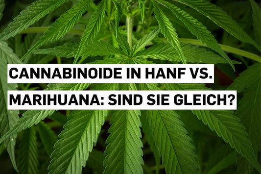 Cannabinoide in Hanf vs. Marihuana