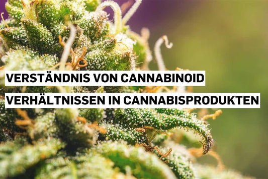 Nahaufnahme einer Cannabisblüte