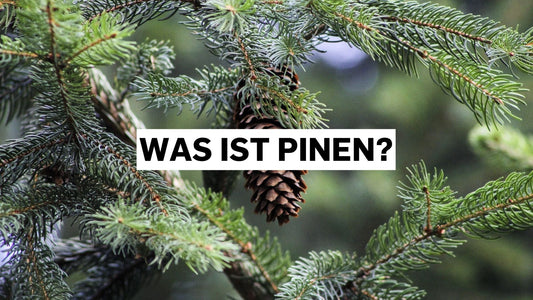 Was ist Pinen? Das frische Kiefer-Terpen in Cannabis