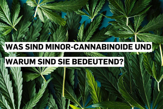 Informationstext zu Cannabinoiden über Hanfblättern