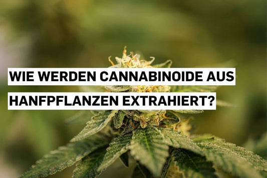 Hanfpflanzen enthalten zahlreiche natürliche Cannabinoide.