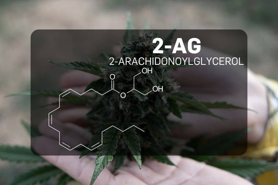 2-AG und Anandamid - zwei wichtige Endocannabinoide