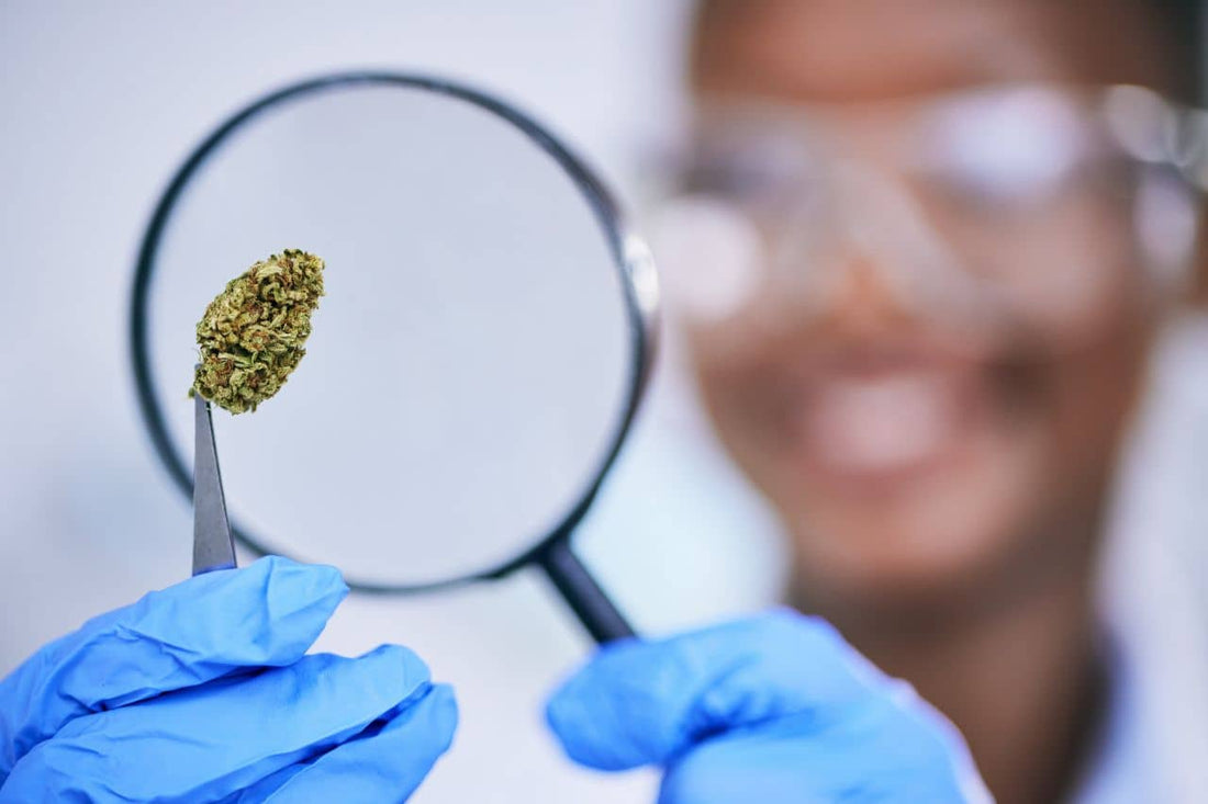 Wissenschaftler äußern sich zu Cannabis