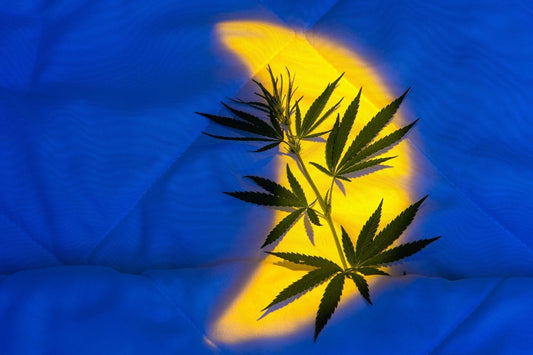 Cannabisblätter im Bett