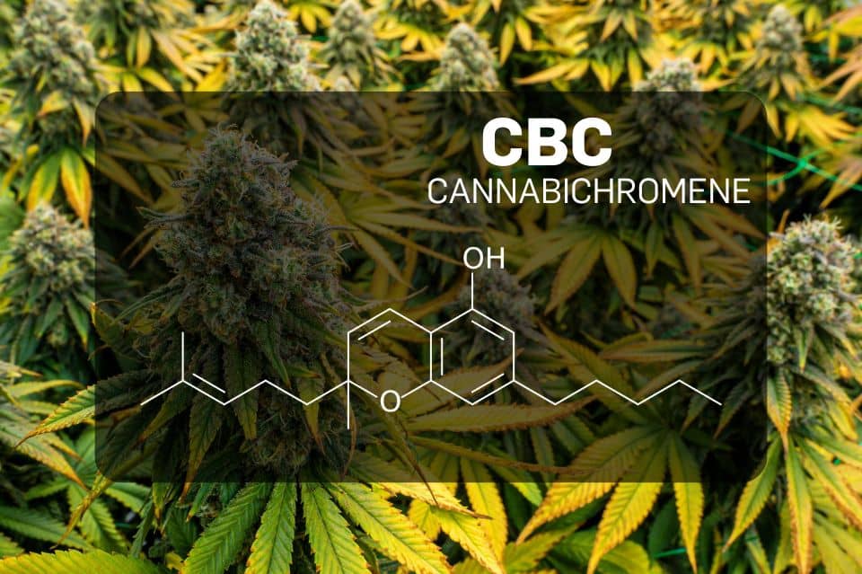 Was ist CBC?