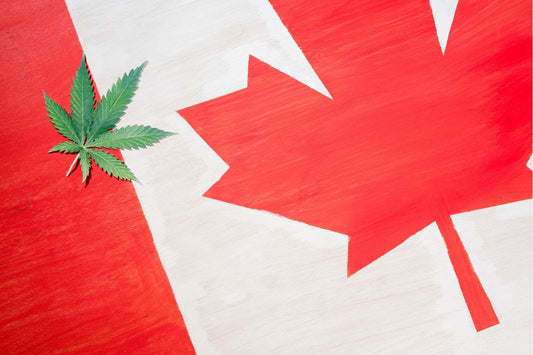 Cannabisblatt auf kanadischer Flagge