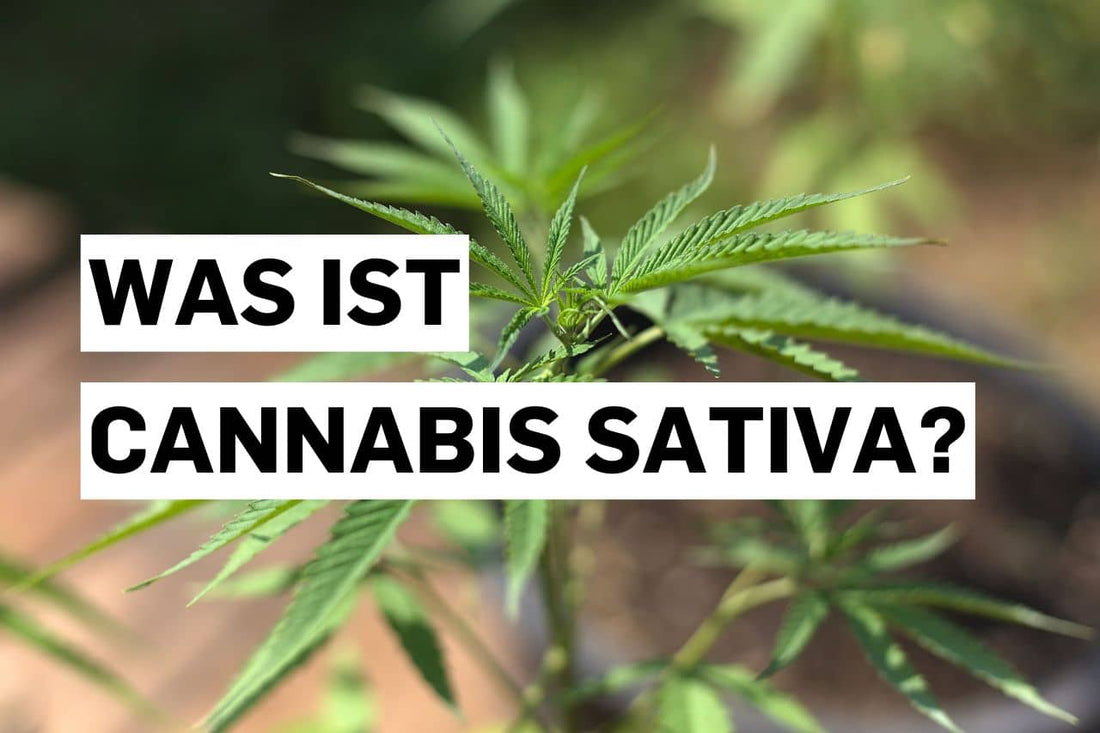 Was ist Cannabis Sativa?