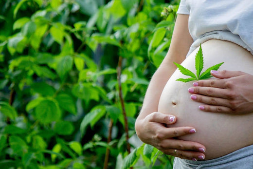 Schwangerer Bauch mit Cannabisblatt