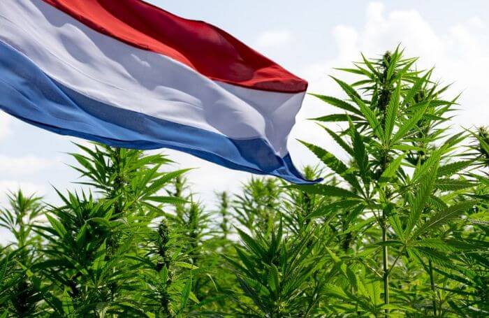 Cannabisversuche in den Niederlanden expandieren