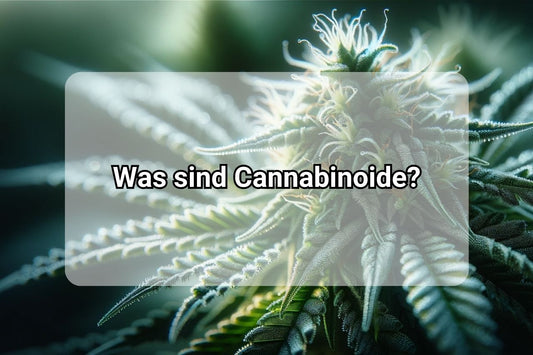 Was sind Cannabinoide? Alles, was Sie im Jahr 2023 wissen müssen