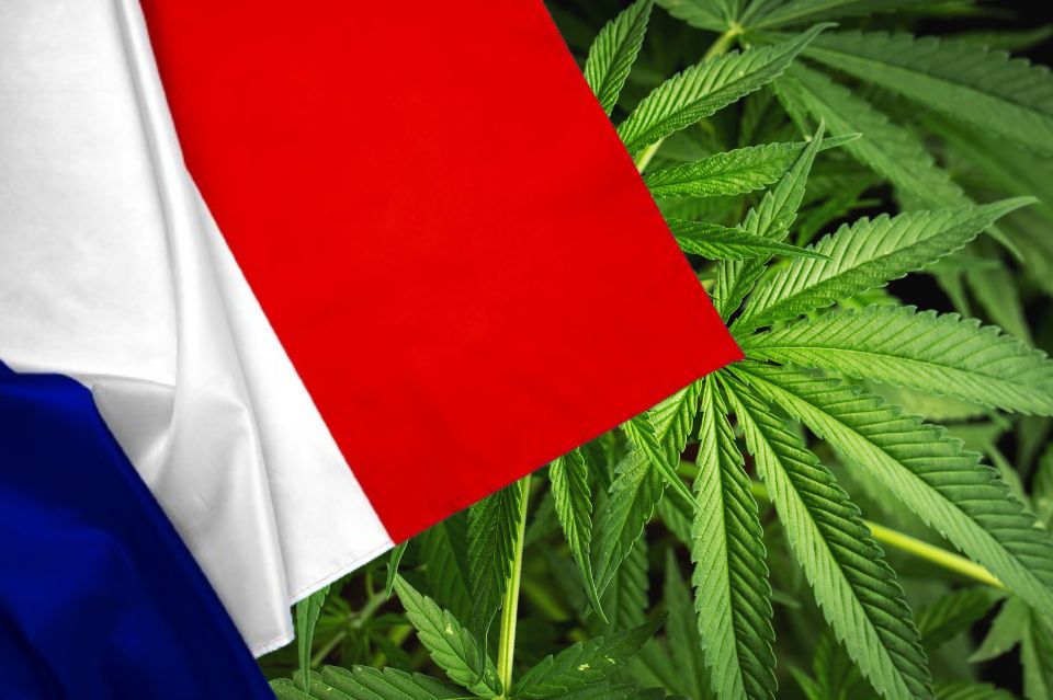 Flagge Frankreichs vor Cannabisblättern
