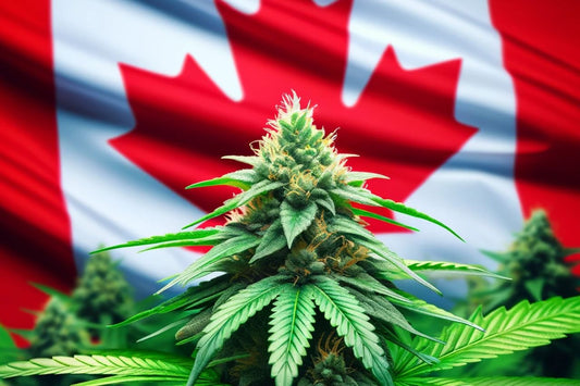 Cannabispflanze vor der kanadischen Flagge