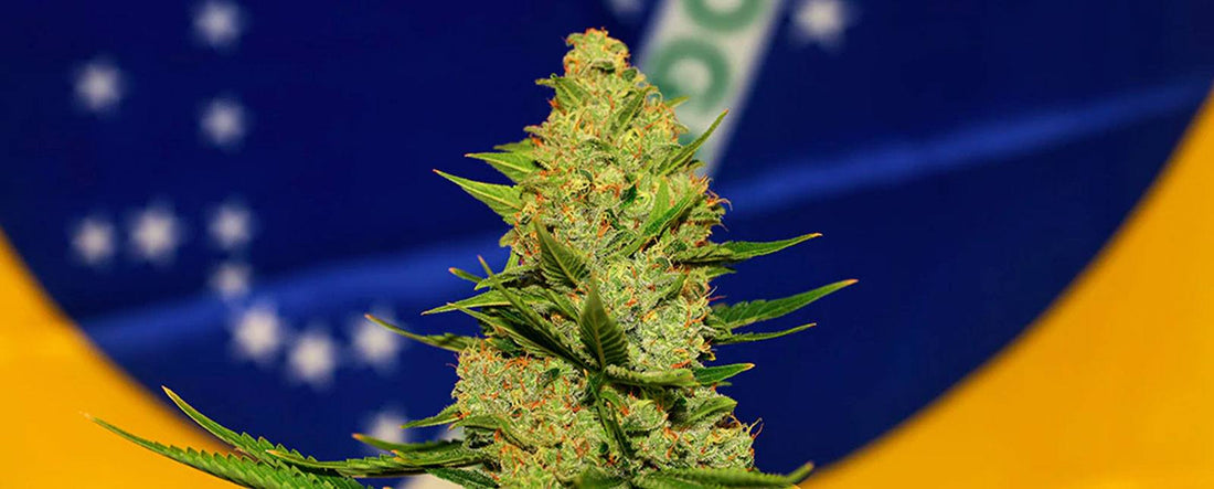 Cannabis-Produkte in Brasilien unter ANVISA zugelassen