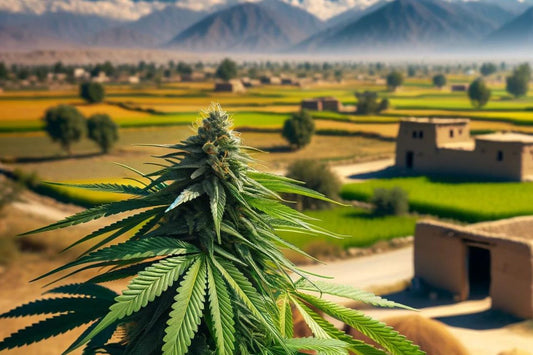 Cannabispflanze in ländlichem Pakistan