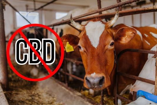 CBD-Verbotsschild auf einem Milchviehbetrieb