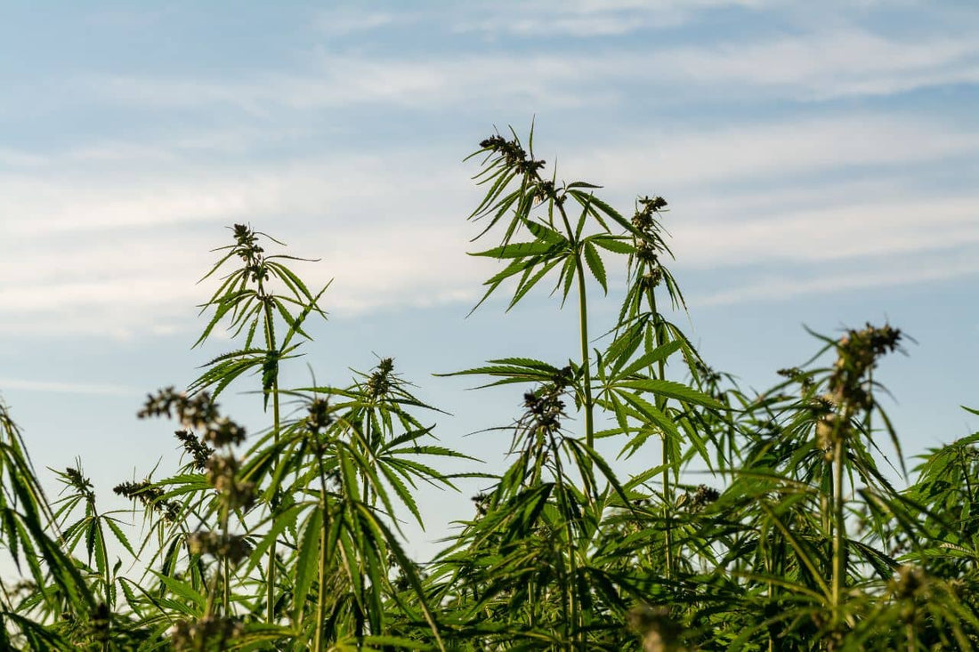 Cannabisfeld und blauer Himmel