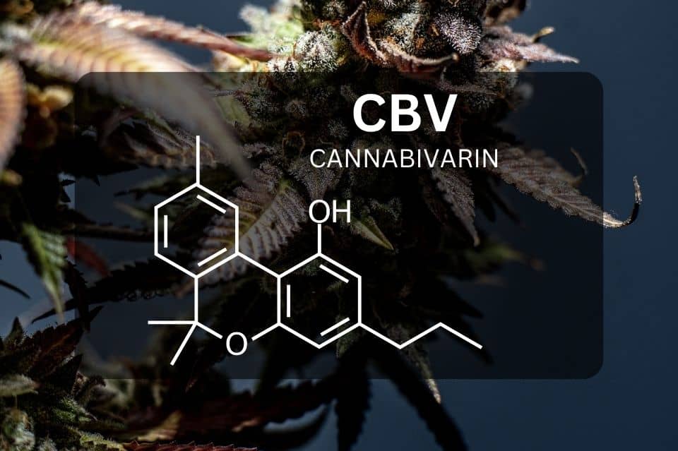 Cannabis sativa-Pflanze mit dunkelblauem Hintergrund und CBV-Chemiestruktur im Vordergrund
