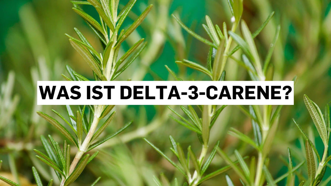 Was ist Delta-3-Carene? Übersichtsgrafik zu Terpenen