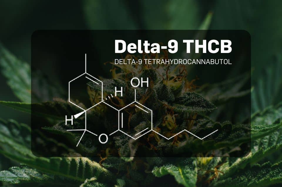 Delta-9 THCB Moleküldiagramm vor Cannabis-Hintergrund