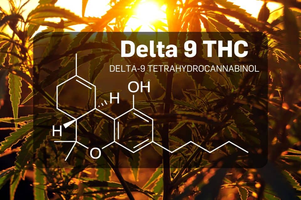 Delta-9-THC-Molekül vor einem Cannabis-Hintergrund bei Sonnenuntergang