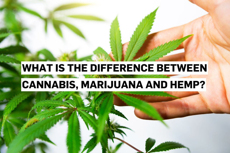 What is the difference between cannabis, marijuana and hemp?