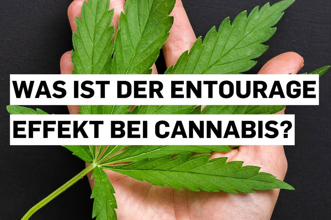 Was ist der Entourage-Effekt bei Cannabis?