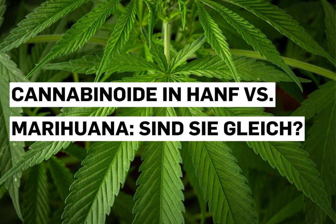 Cannabinoide in Hanf vs. Marihuana