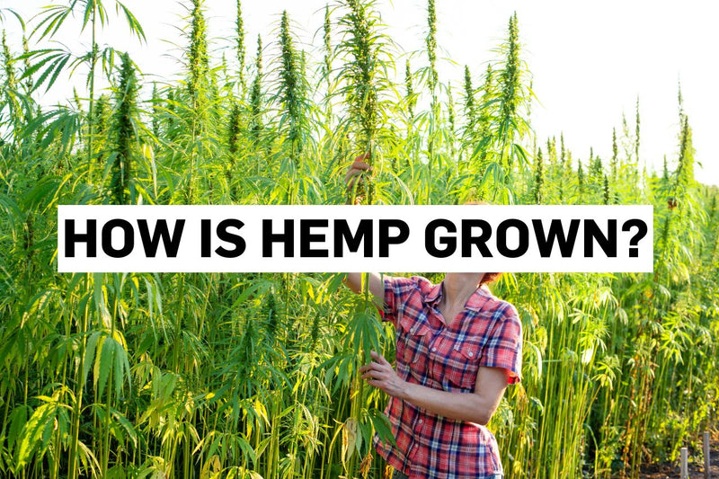 How is hemp grown?