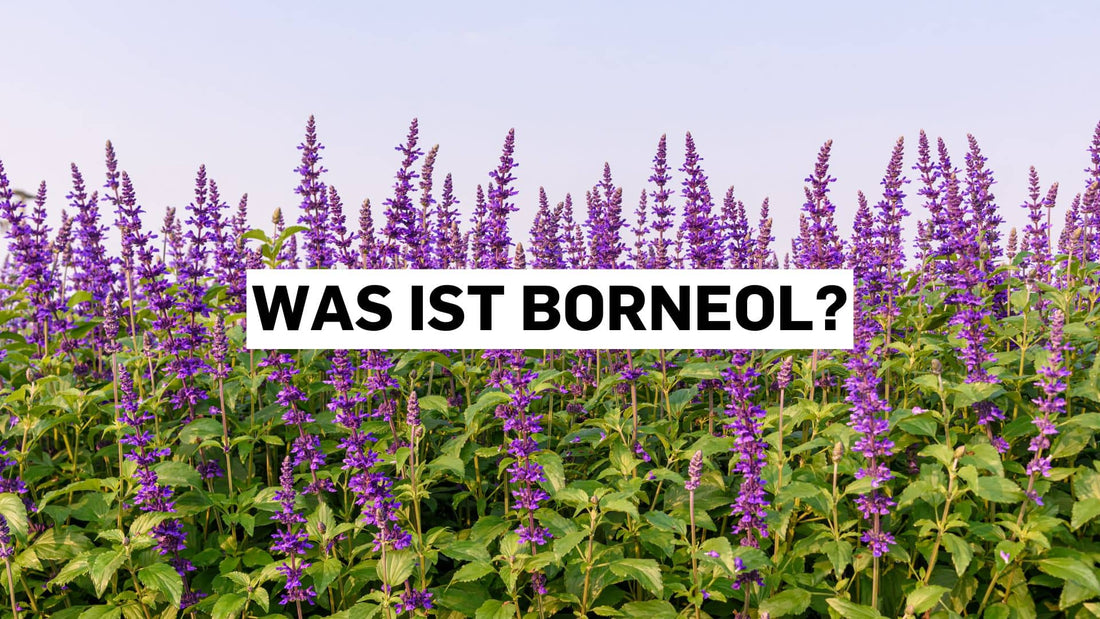 Feld mit Salvia-Blüten, die Borneol enthalten