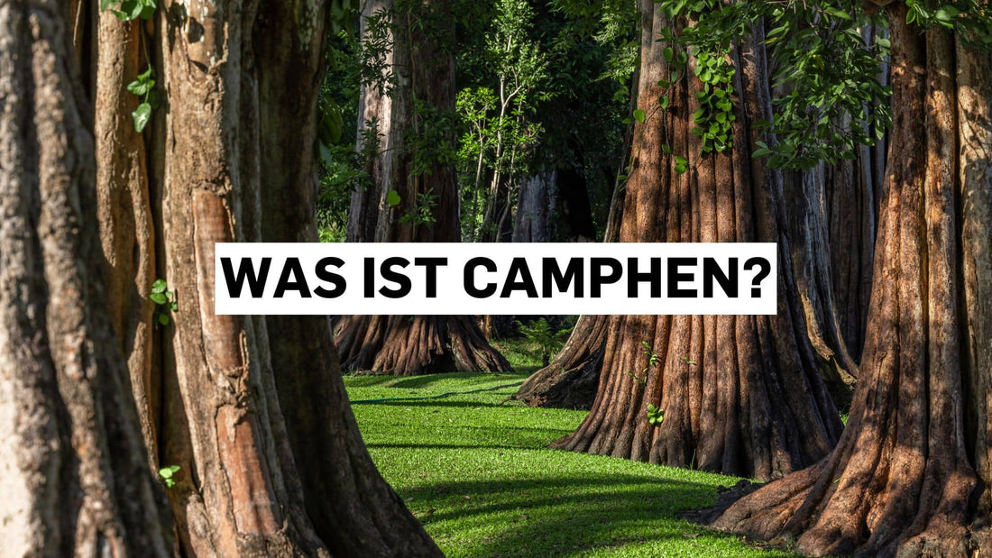 Einführendes Bild zur Erforschung von Camphen