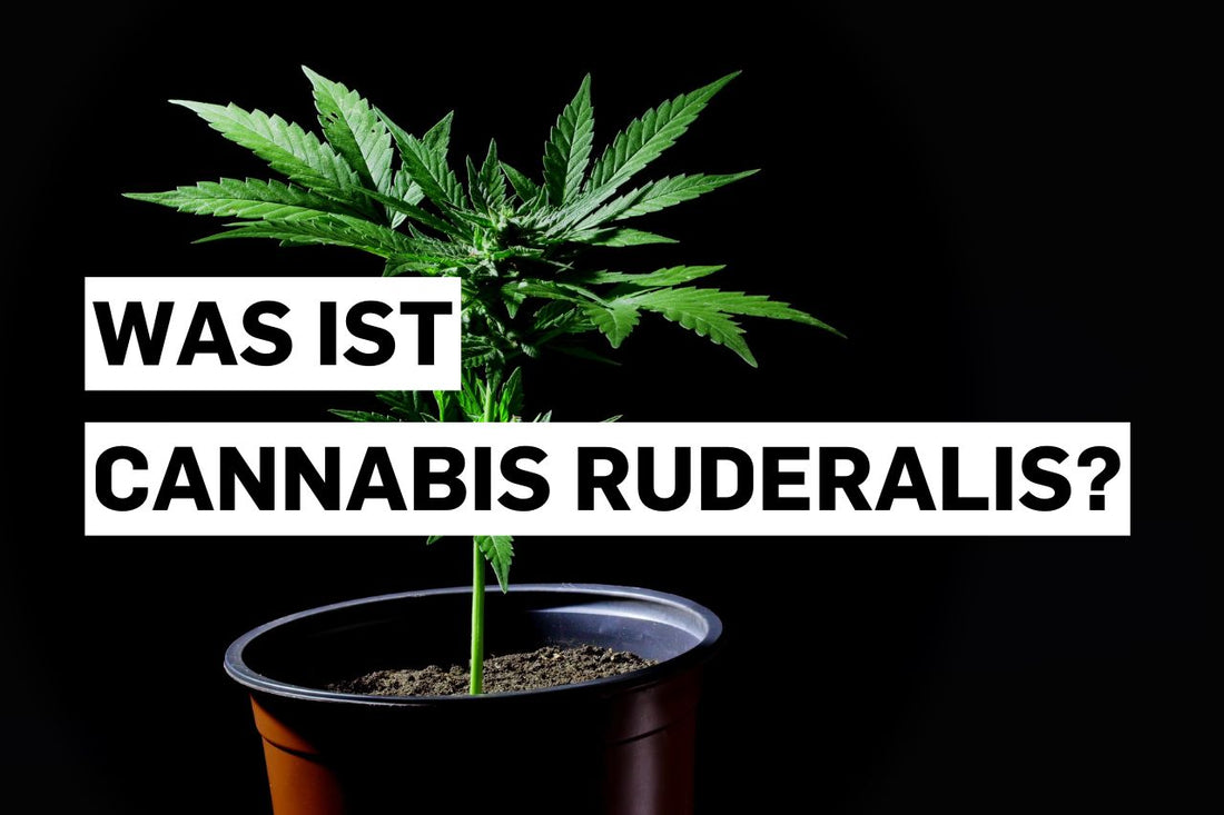 Was ist Cannabis ruderalis?