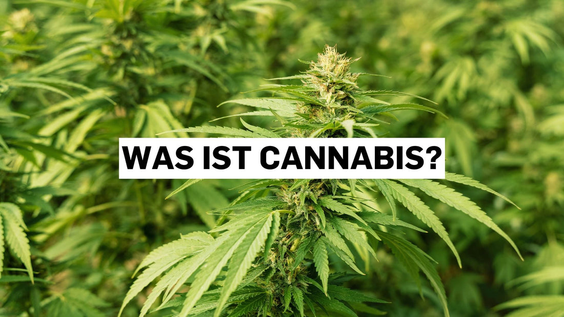 Was ist Cannabis?