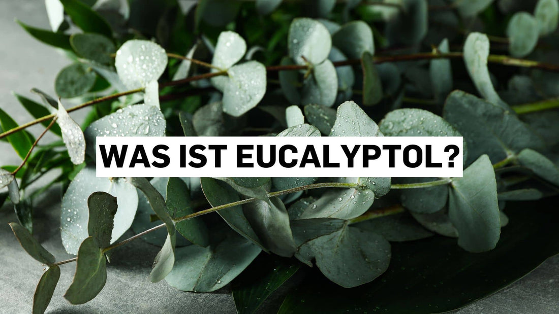 Was ist Eucalyptol? Frische Eukalyptusblätter