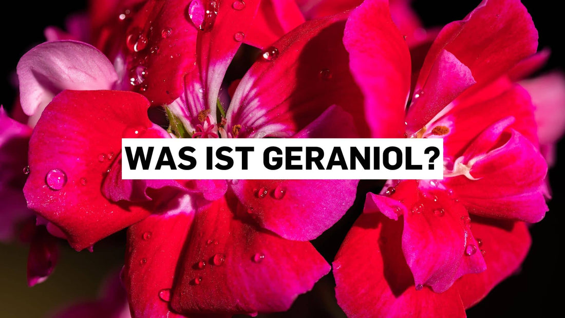 Was ist Geraniol? Terpen-Spotlight auf Geranien