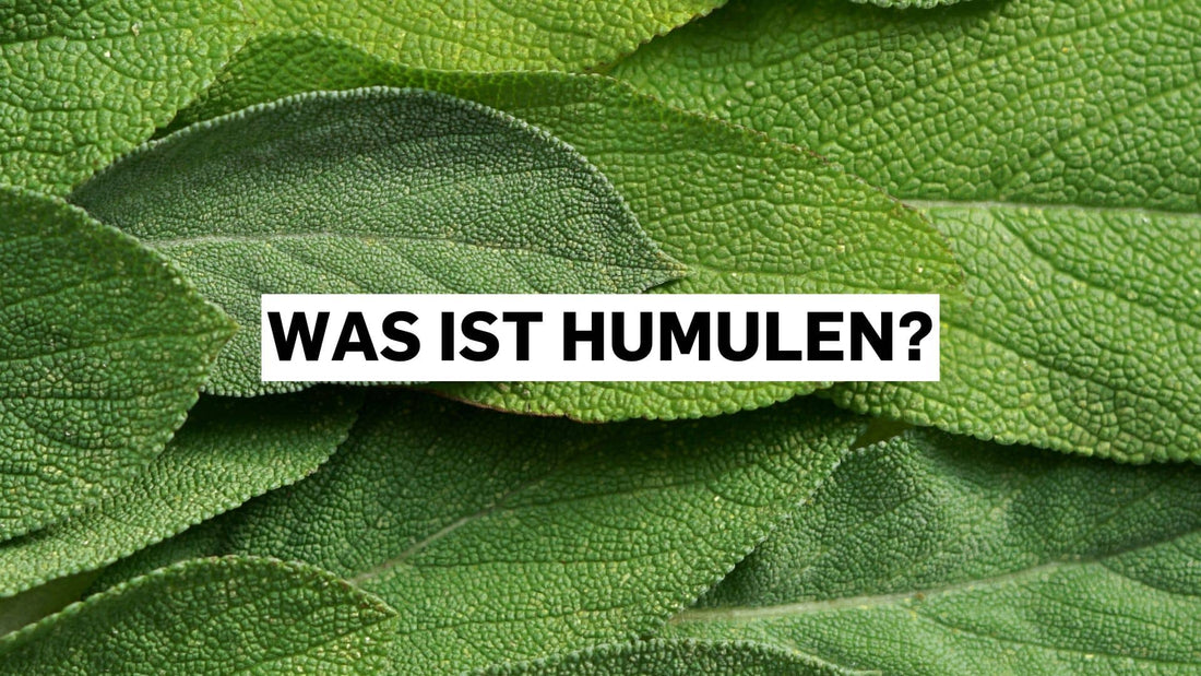 Was ist Humulen? Blattstruktur aus der Nähe