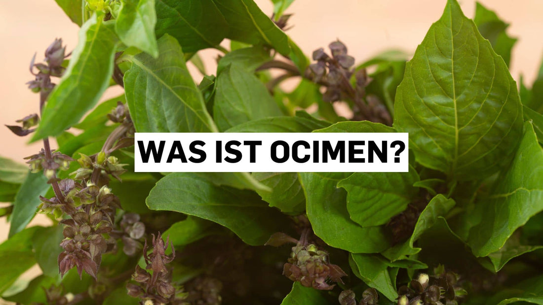 Was ist Ocimen? Ein natürliches Terpen in Pflanzen