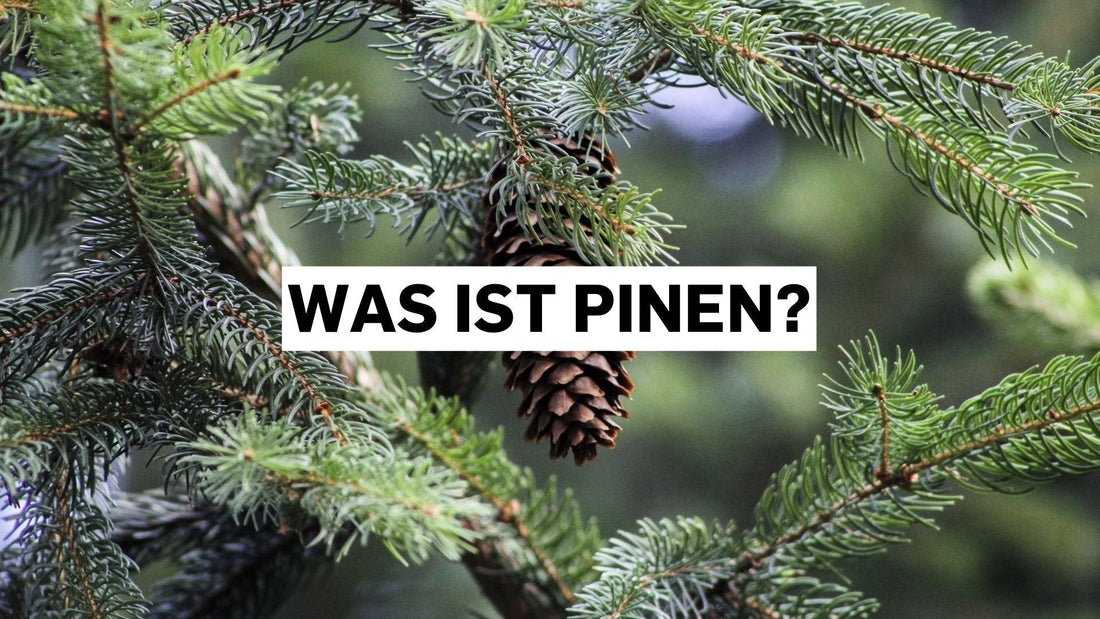 Was ist Pinen? Das frische Kiefer-Terpen in Cannabis