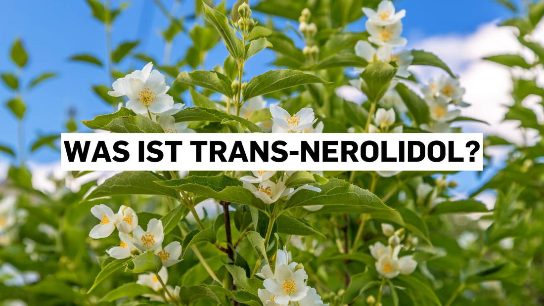 Was ist trans-Nerolidol? Jasminpflanzen als Kontext