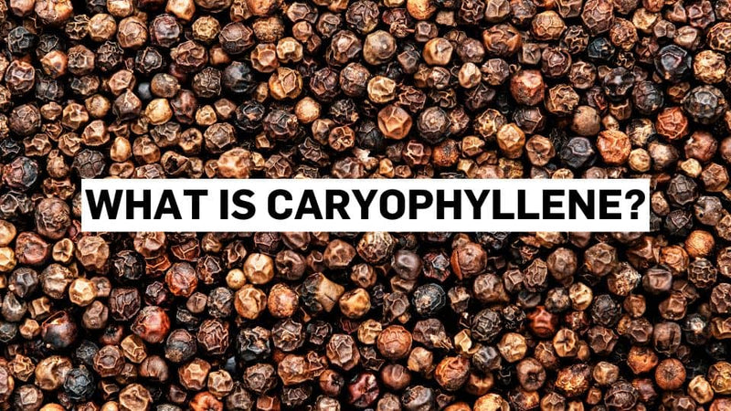 Was ist Caryophyllen?