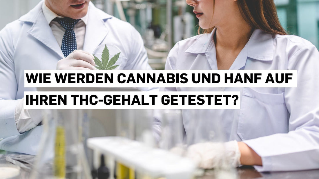 Wie werden Cannabis und Hanf auf ihren THC-Gehalt getestet?