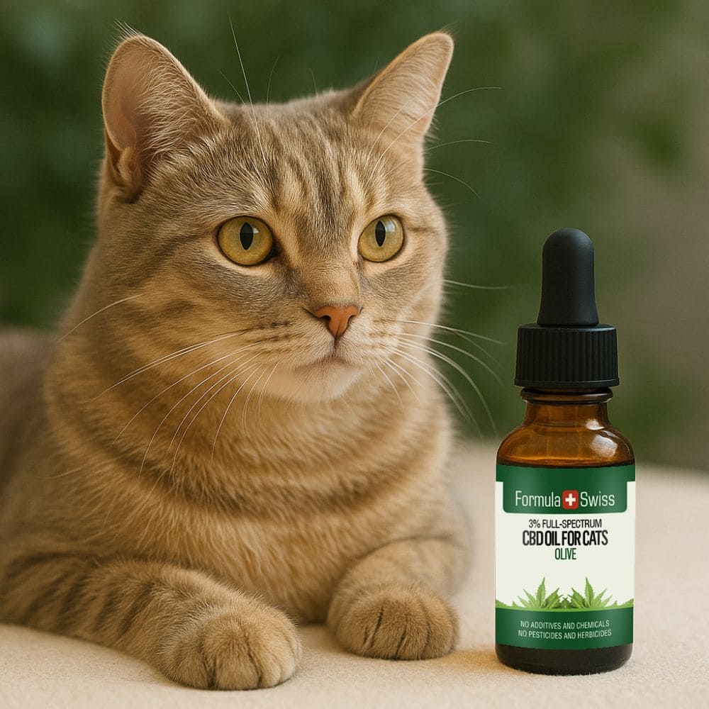 CBD Öl für Katzen Olive